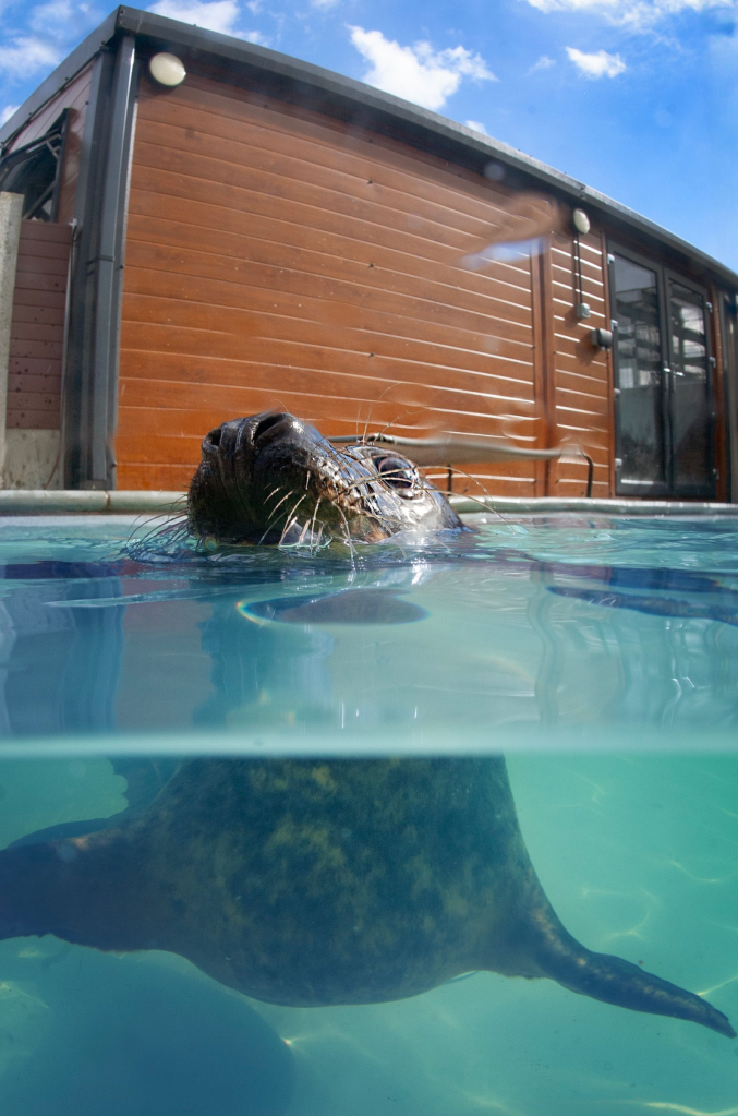 rescued grey seal pup